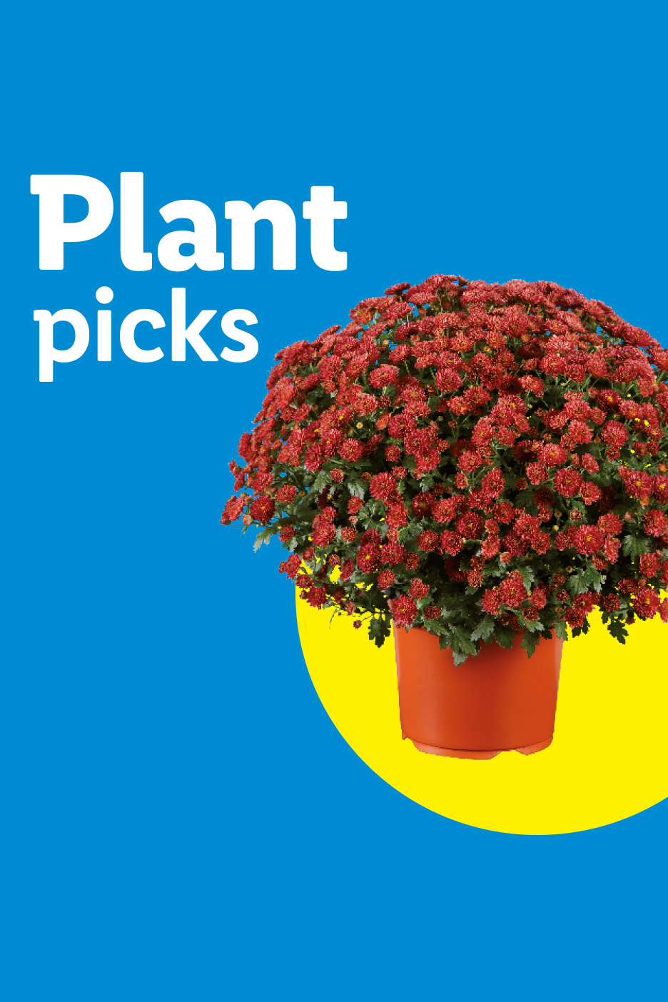 Red potted plant with 'Plant picks' text on a blue and yellow background.