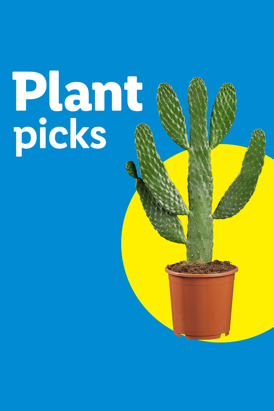 Potted cactus plant on a yellow circle, with text 'Plant picks' on a blue background.