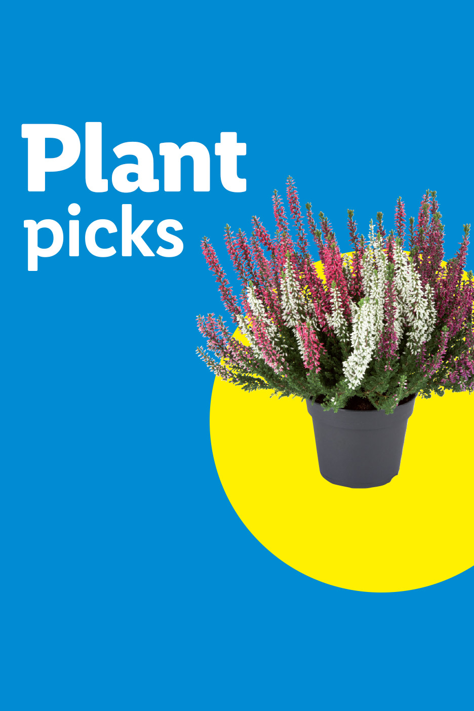 A potted heather plant on a blue and yellow background with the text 'Plant picks'.