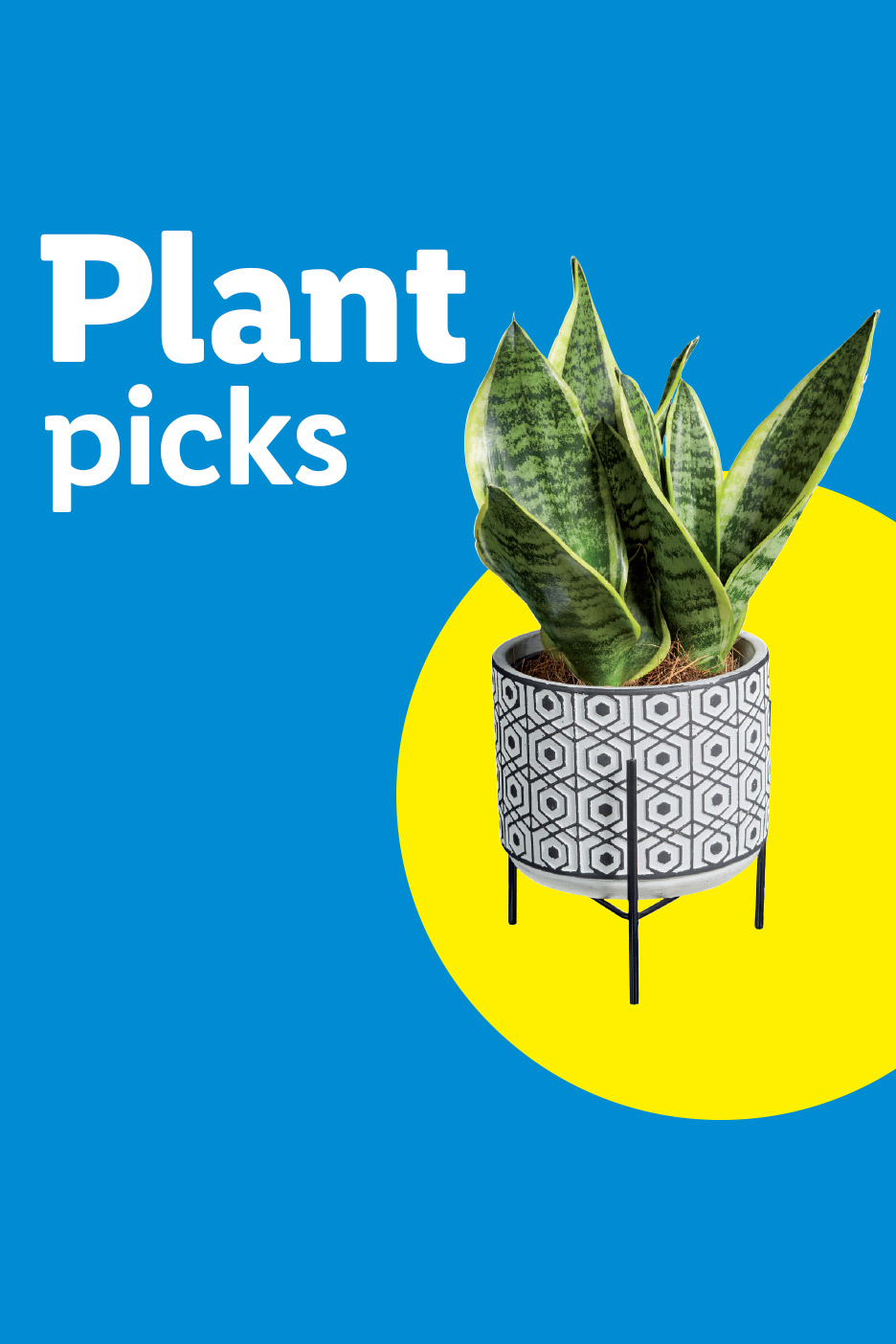 A snake plant in a patterned pot on a stand, with the text 'Plant picks' on a blue background.