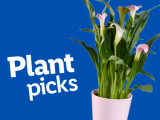 Plant Picks: Calla lilies in a pale pink pot against a blue background.
