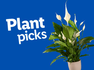 Peace lily plant featured in a 'Plant Picks' promotion.