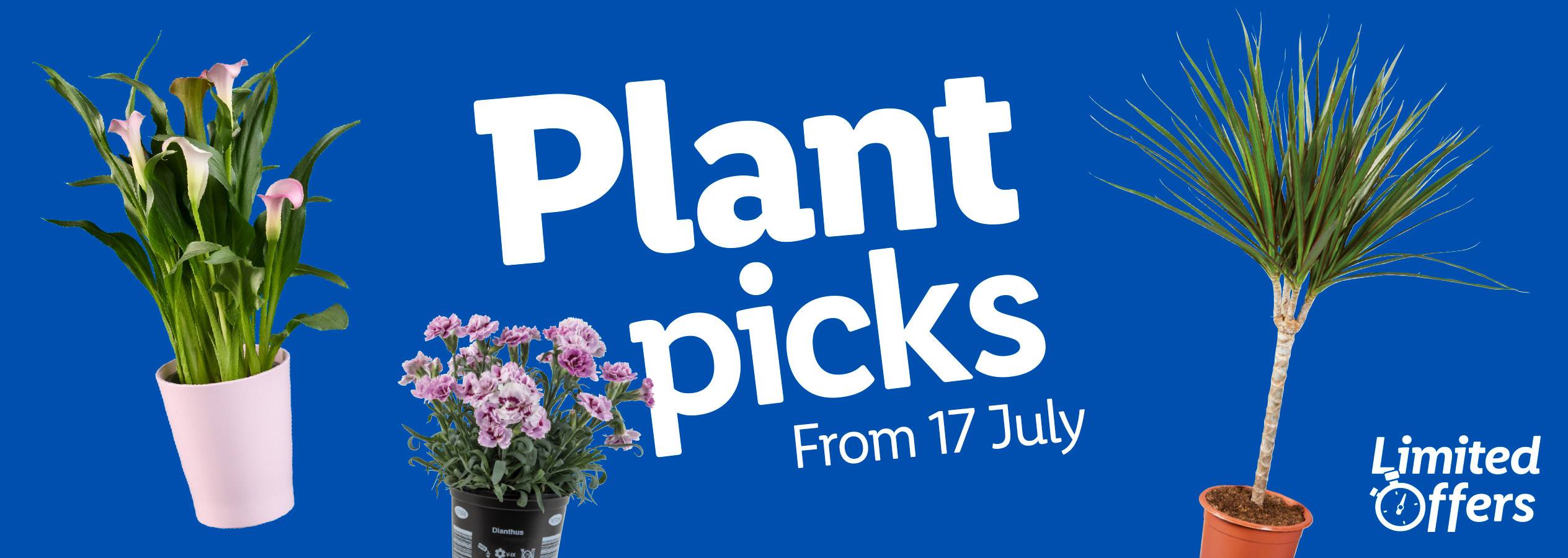 Limited-time plant offers featuring Calla lilies, Dianthus, and Dracaena from July 17th.