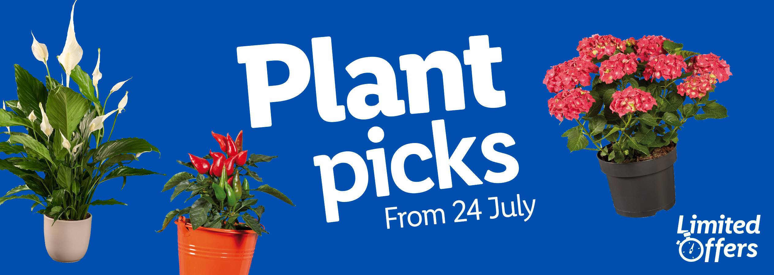 Limited-time offer on plants: peace lily, chili pepper, and hydrangea.
