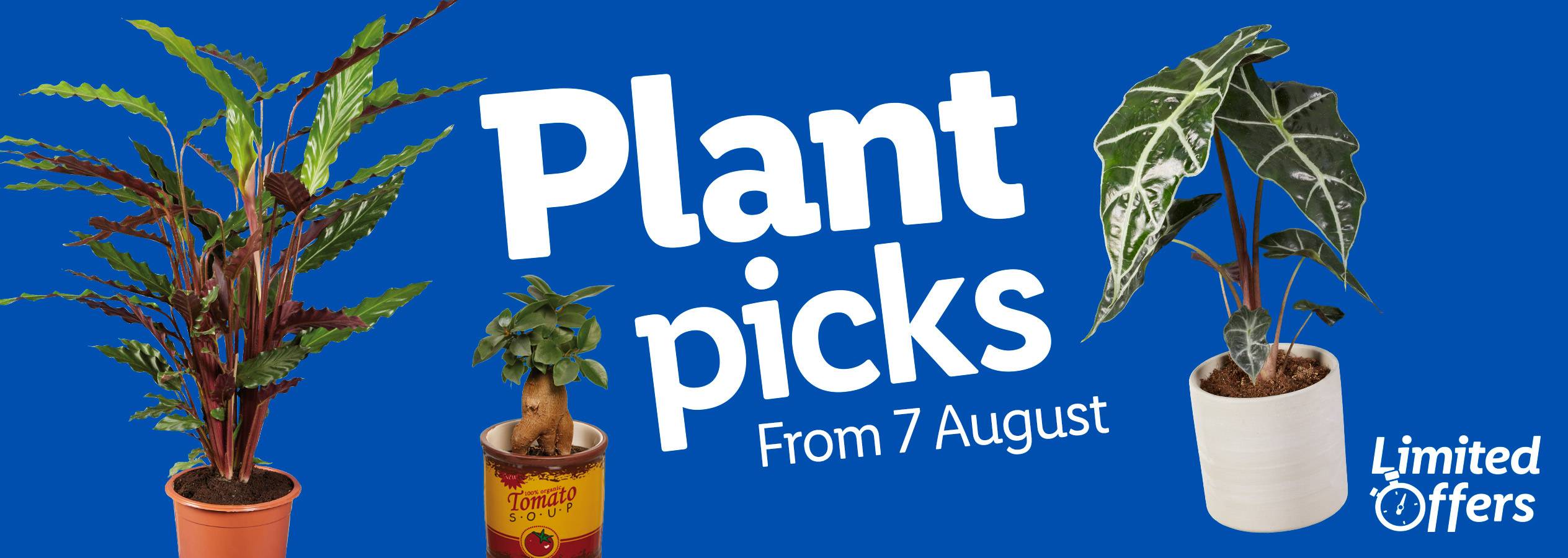 Plant picks from August 7th: Calathea, Alocasia, and a bonsai-style plant in a tomato soup can.