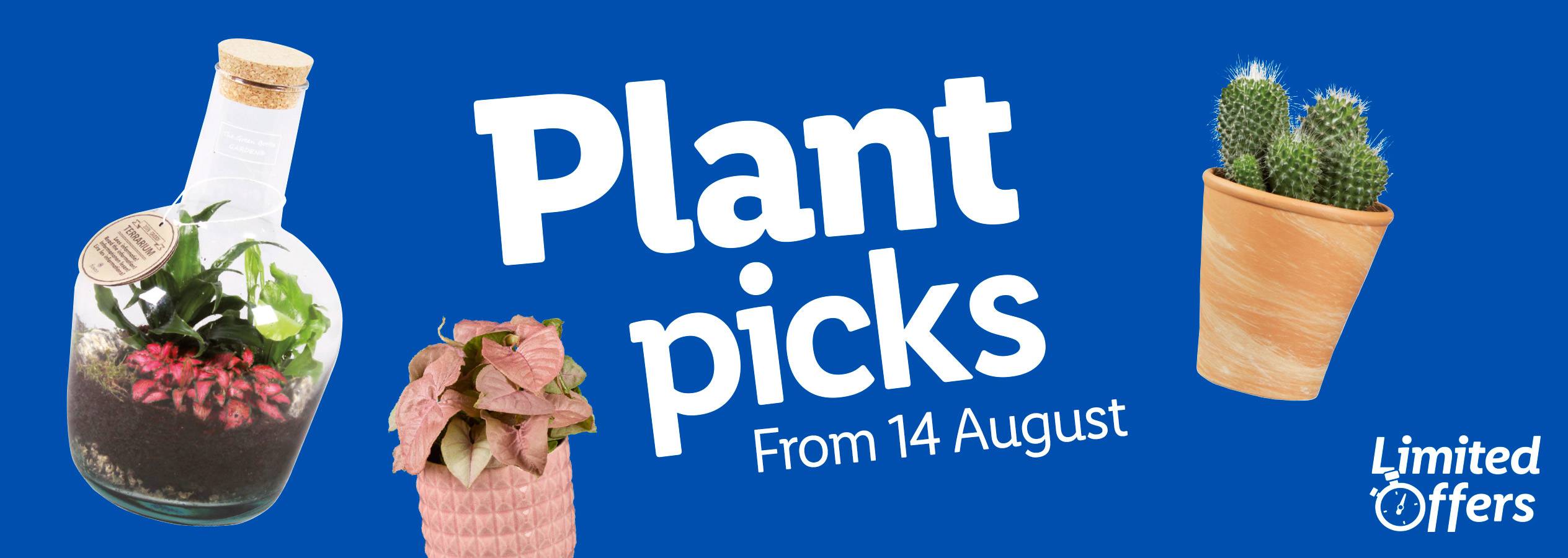 Terrariums, cacti, and pink plants are featured in this plant sale starting August 14th.