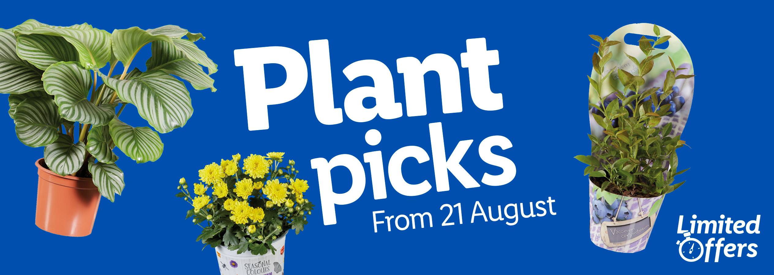 Plant Picks sale featuring Calathea, Chrysanthemum, and Blueberry plants, starting August 21st.