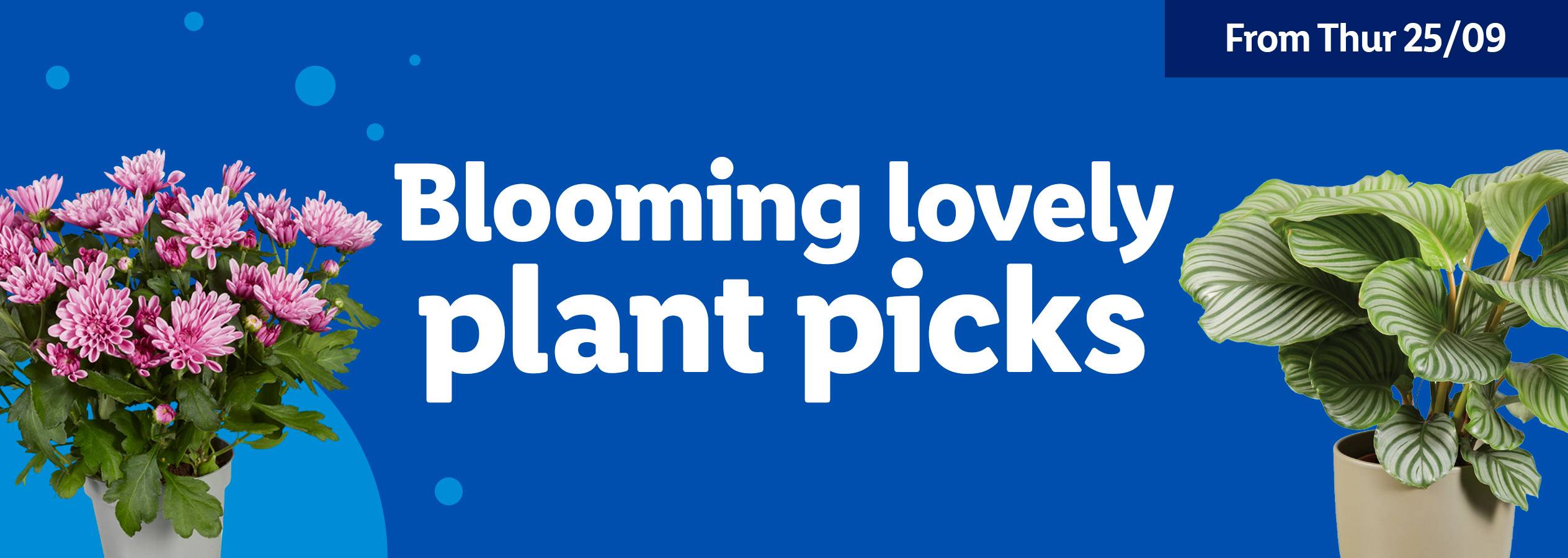 A banner advertising 'Blooming lovely plant picks' with pink chrysanthemums and a striped-leaf plant.