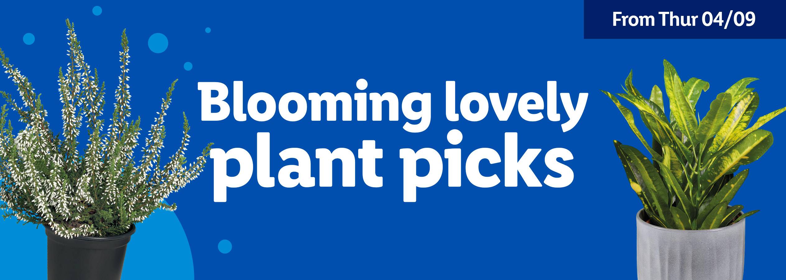 A banner advertising 'Blooming lovely plant picks' with a white flowering plant and a green and yellow leafy plant.