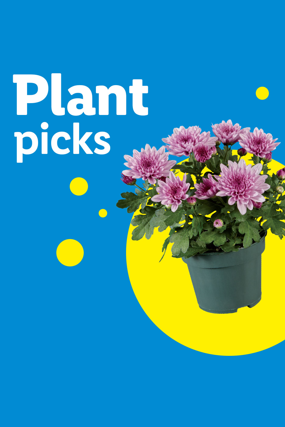 Potted pink chrysanthemum flowers on a blue background with yellow circles and text 'Plant picks'.
