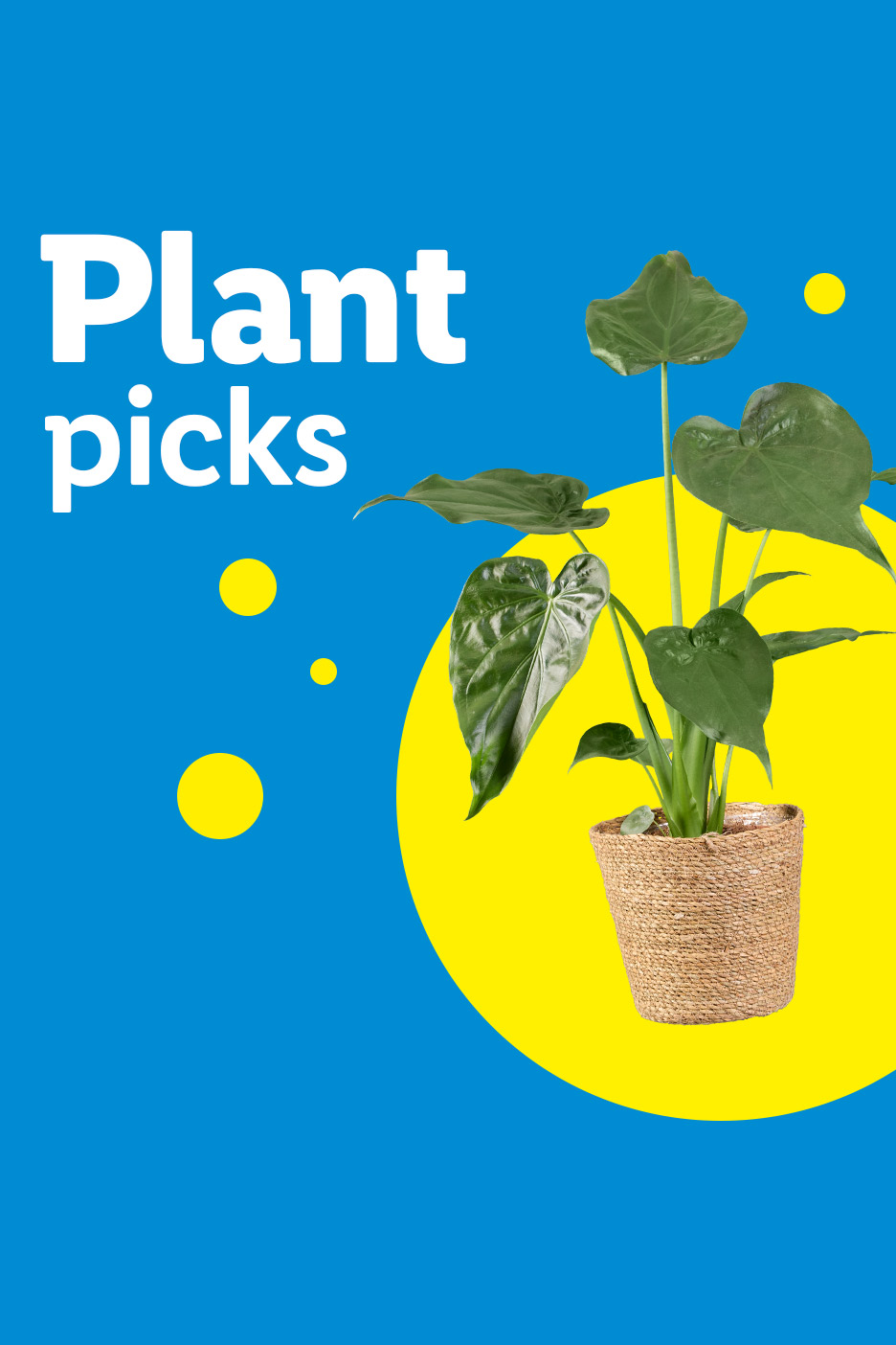 A potted plant with large green leaves on a blue background with yellow circles.