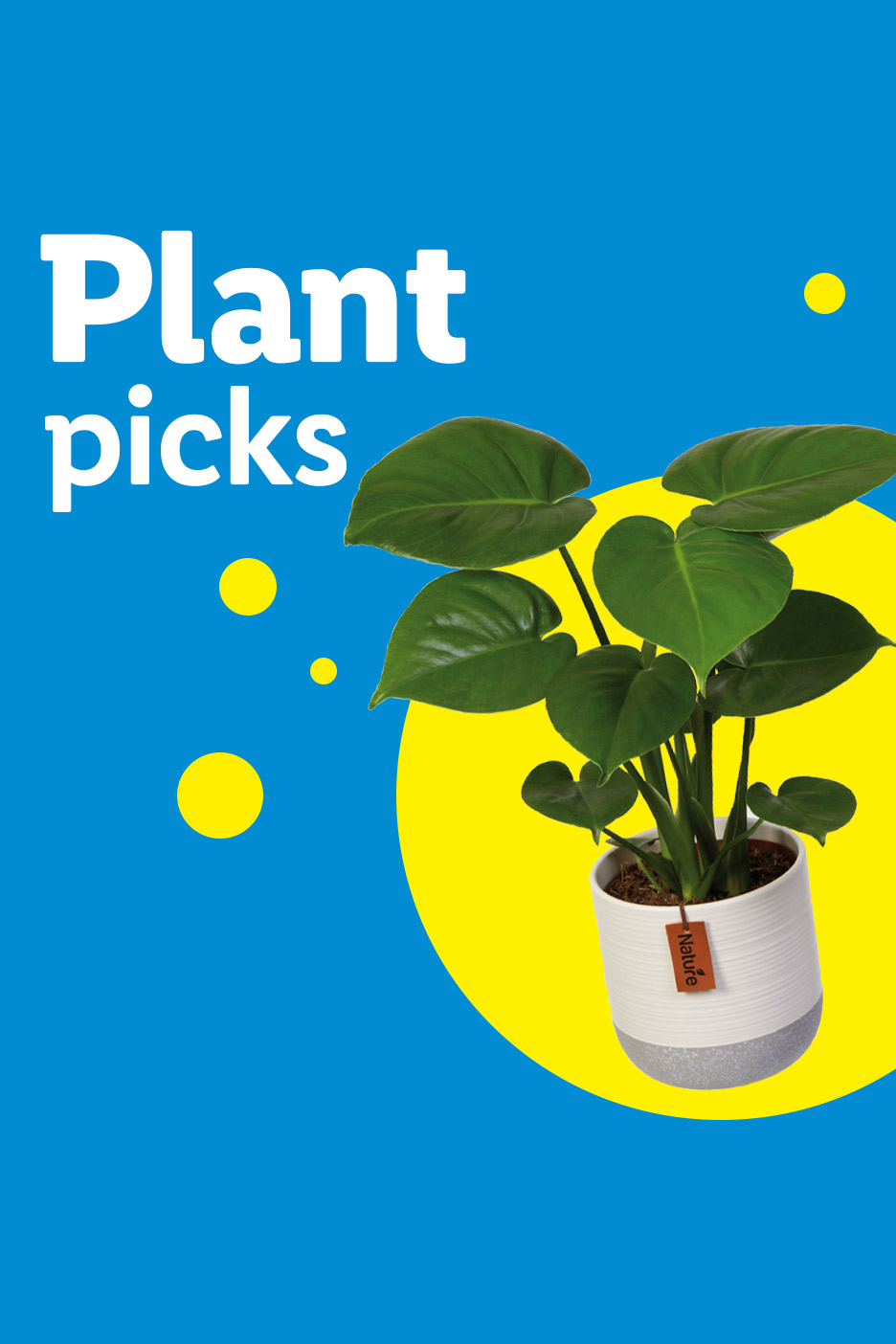 A vibrant blue background with yellow circles features a potted green plant, text reads 'Plant picks'.
