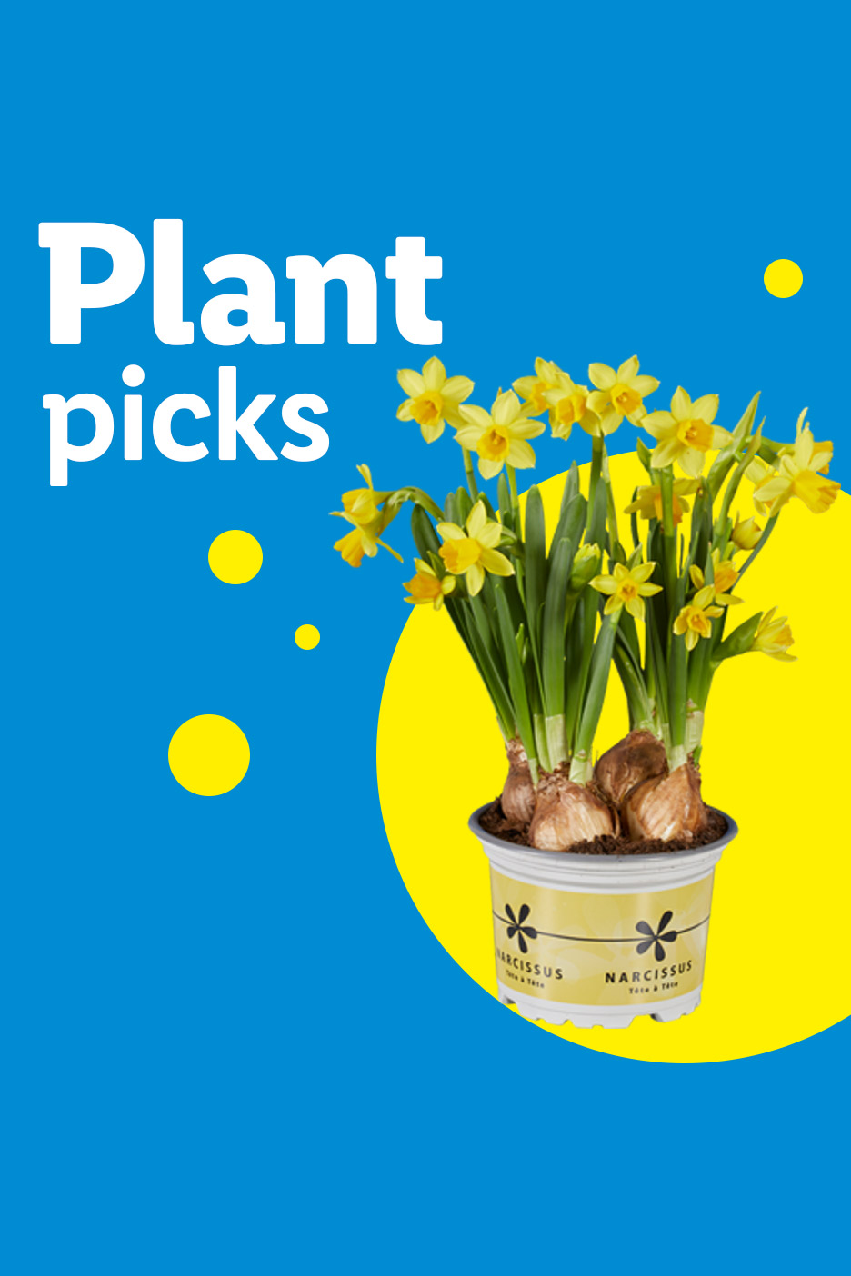 Potted yellow daffodils with visible bulbs, on a blue and yellow background with text 'Plant picks'.