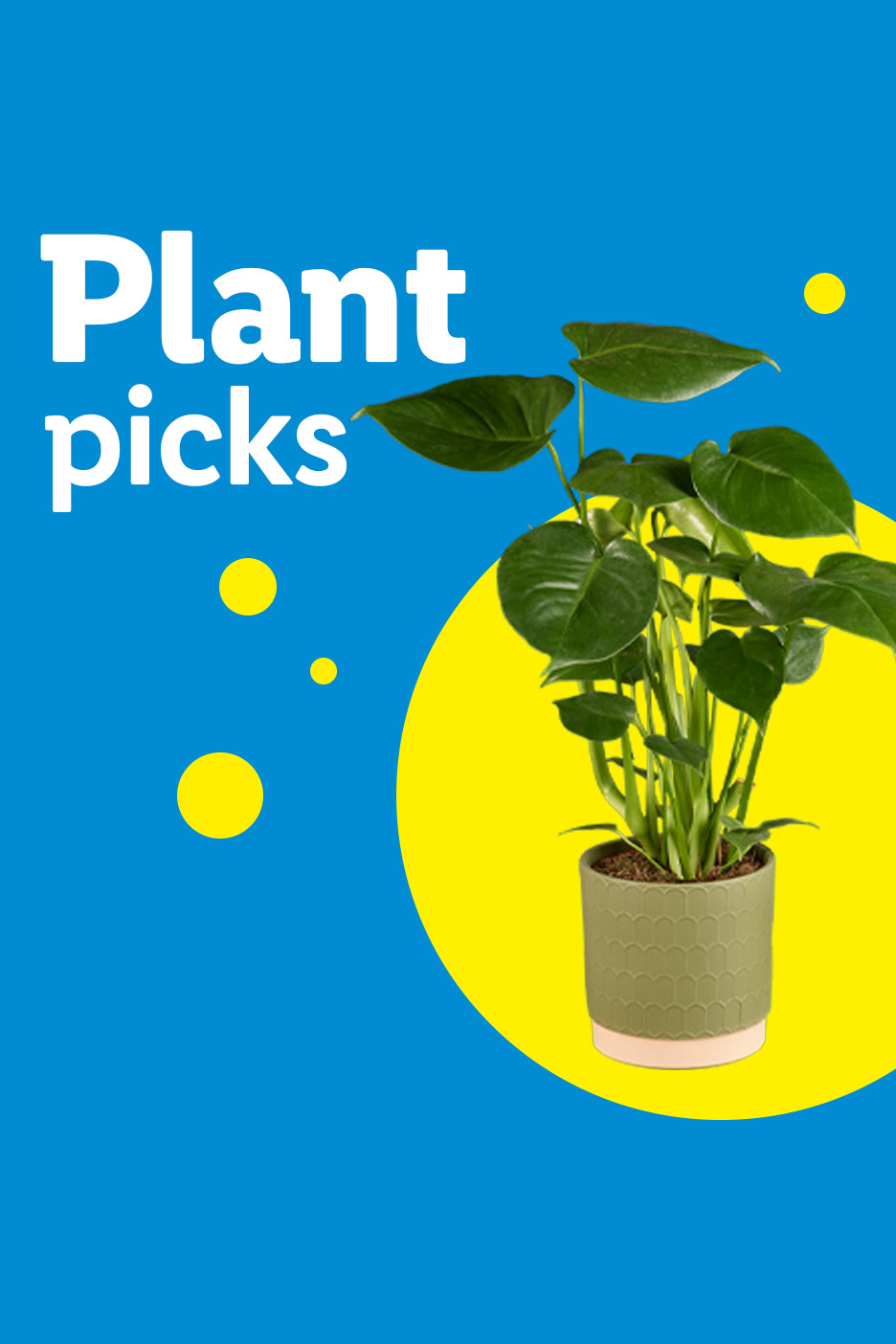 Green potted plant on a yellow circle with text 'Plant picks' on a blue background.