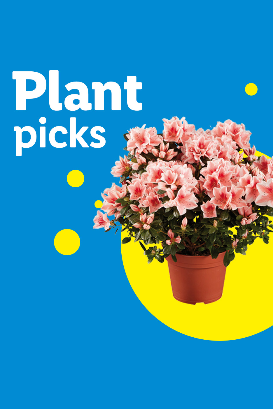 Plant picks: a vibrant pink azalea plant in a brown pot on a blue background with yellow circles.