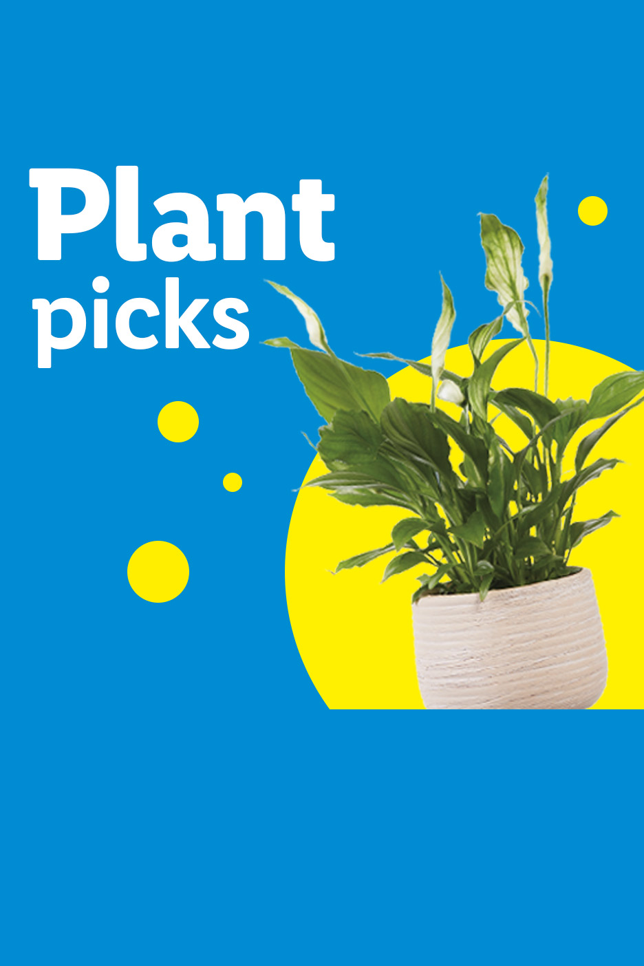 A peace lily in a textured pot on a blue background with yellow circles and the text 'Plant picks'.