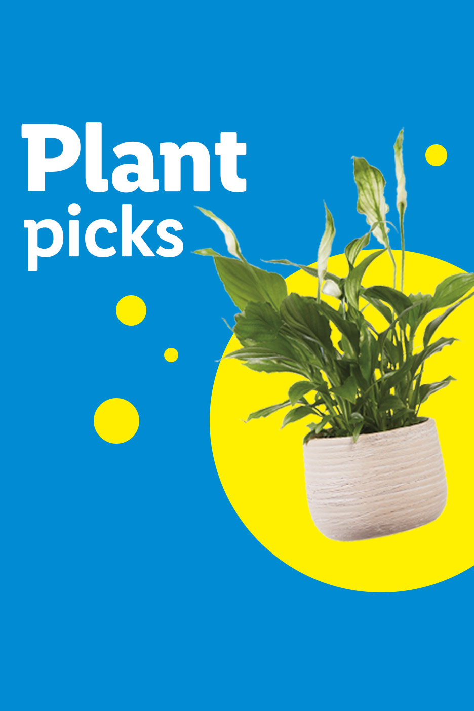 A peace lily plant in a pot on a blue background with yellow circles and text 'Plant picks'.