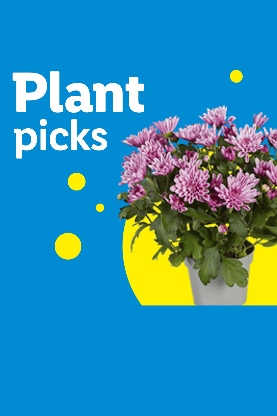 A potted plant with pink flowers on a blue background with yellow circles and text 'Plant picks'.