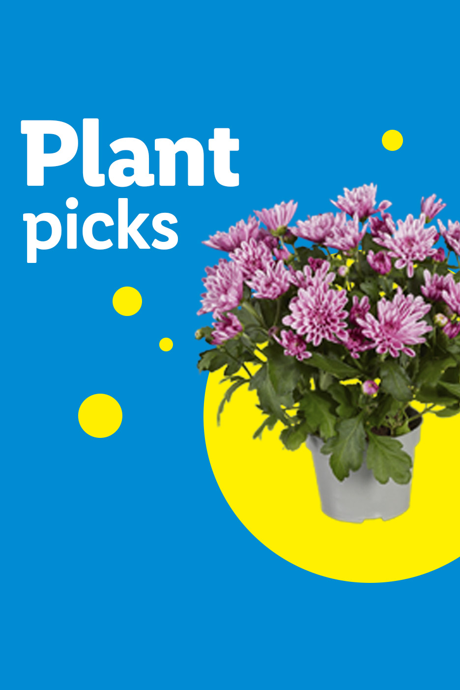 A potted plant with pink flowers on a blue background with yellow circles and the text 'Plant picks'.