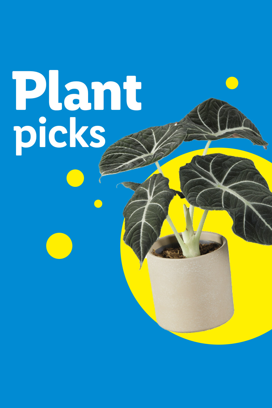 A potted plant with dark leaves and white veins, with text 'Plant picks' on a blue background.