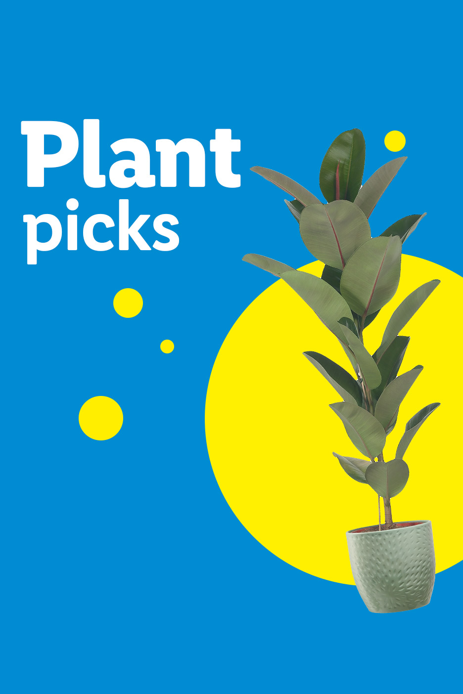 A rubber plant in a pot on a blue background with yellow circles and text 'Plant picks'.