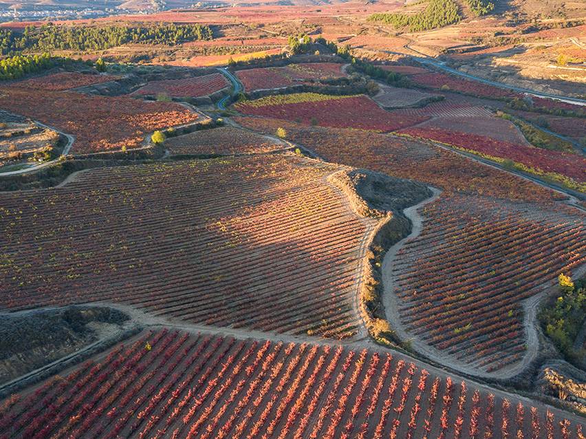 Aerial view of a vineyard with rows of red and orange grapevines in autumn.