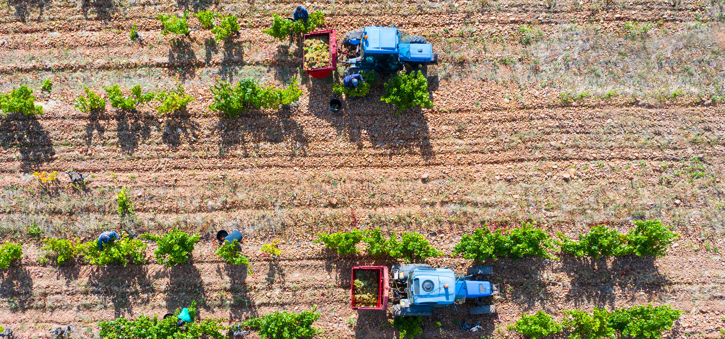 Grape harvest in a vineyard with a tractor and workers