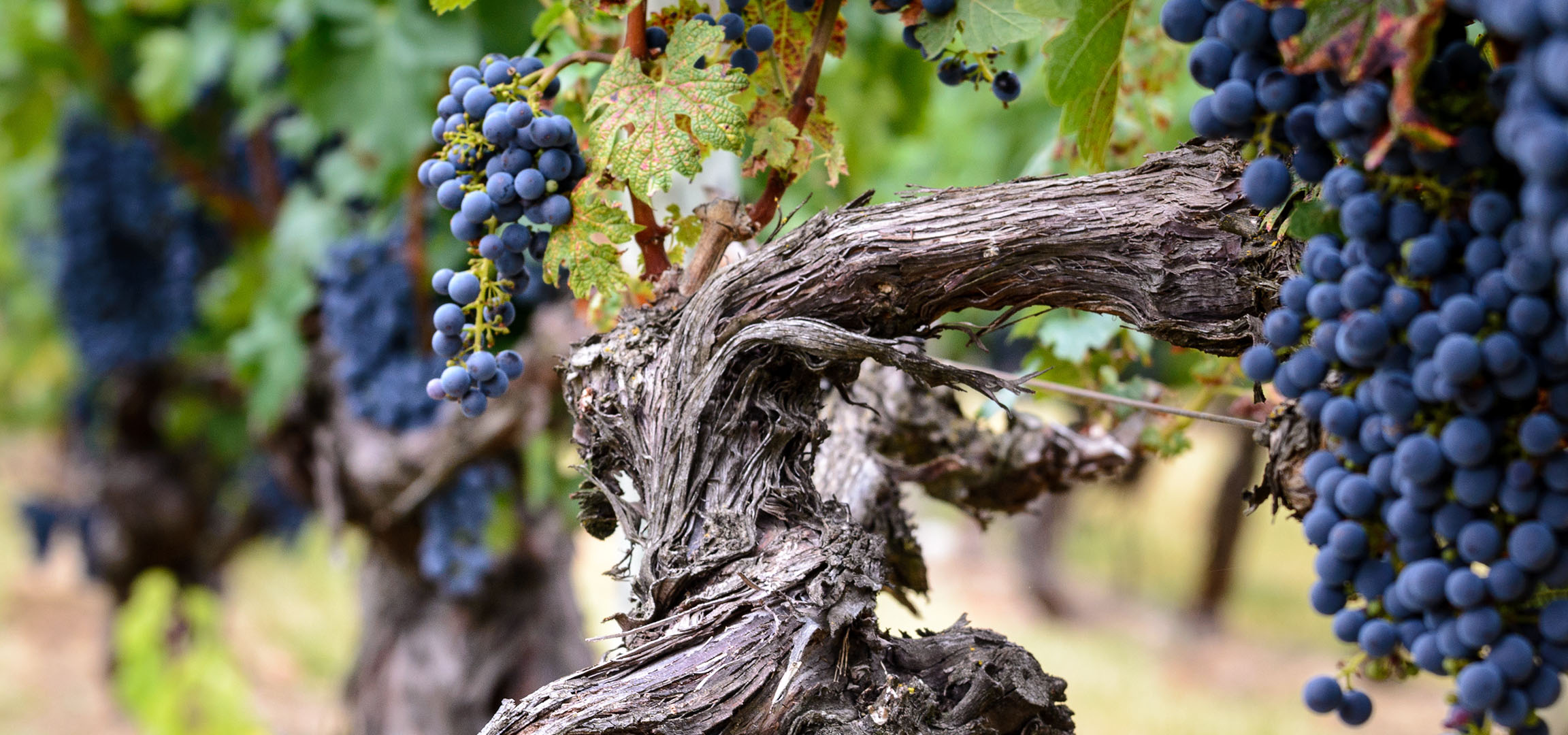 Close-up of ripe dark grapes on the vine, with green leaves and gnarled branches.