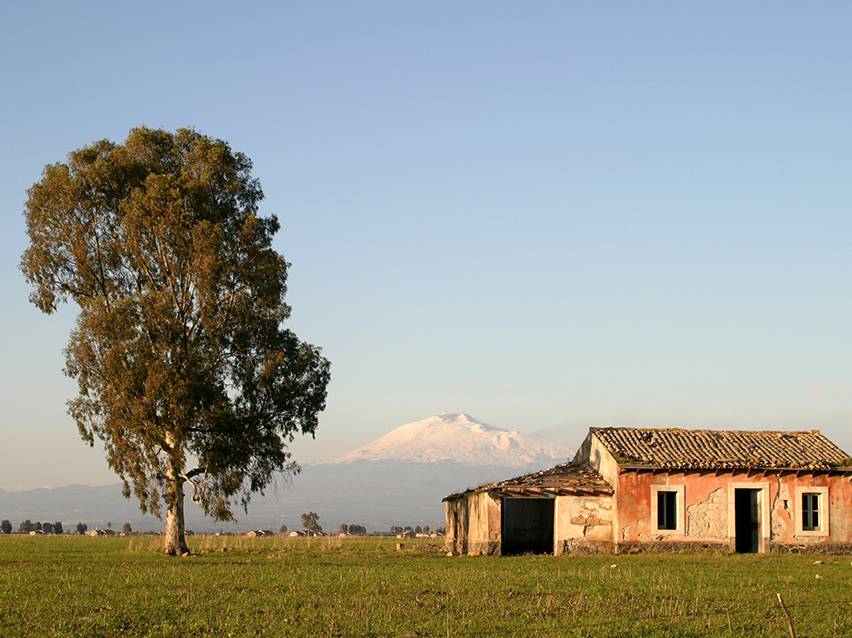 Rural landscape with a tree, a dilapidated house, and a snow-capped mountain in the background.