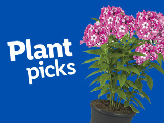 Pink phlox plants in a pot, featured in a 'Plant Picks' advertisement.