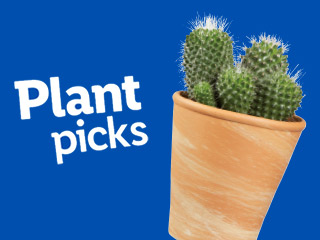 Plant picks: Cactus in terracotta pot.
