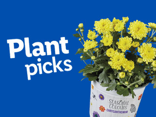 Yellow chrysanthemum in a decorative pot; Plant picks.
