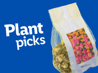 A mesh bag of plant bulbs with a colorful tulip image, next to text that reads 'Plant picks'.