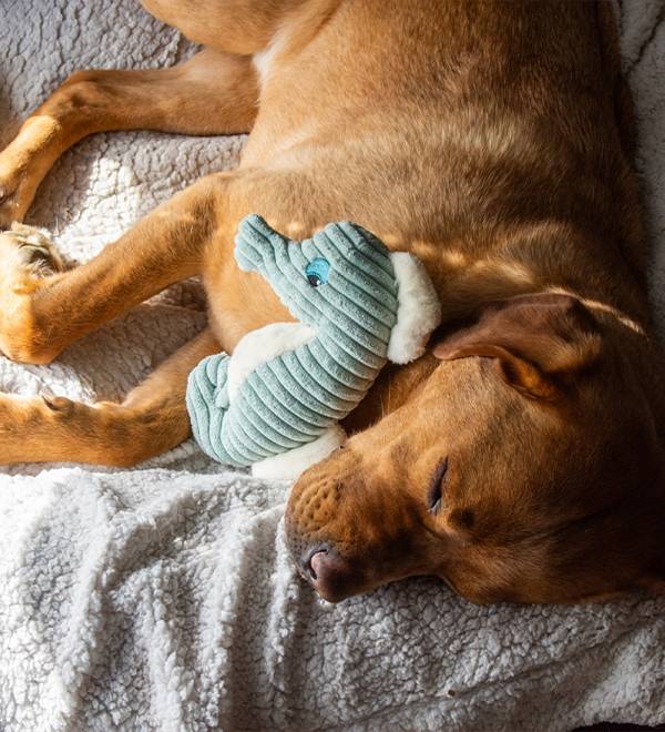 A brown dog naps on a fluffy blanket with a teal seahorse plush toy.