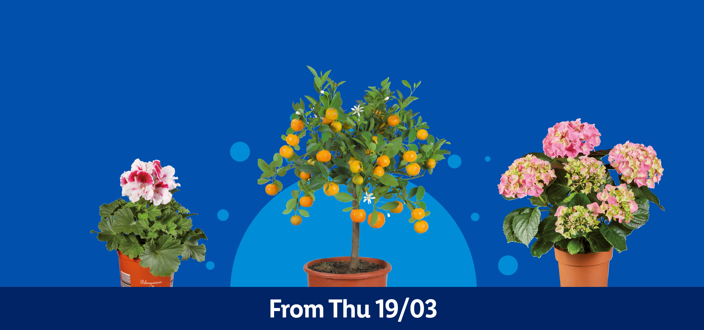 Potted plants including a succulent, pink hydrangeas, a citrus tree, and a geranium. From Thu 19/03.