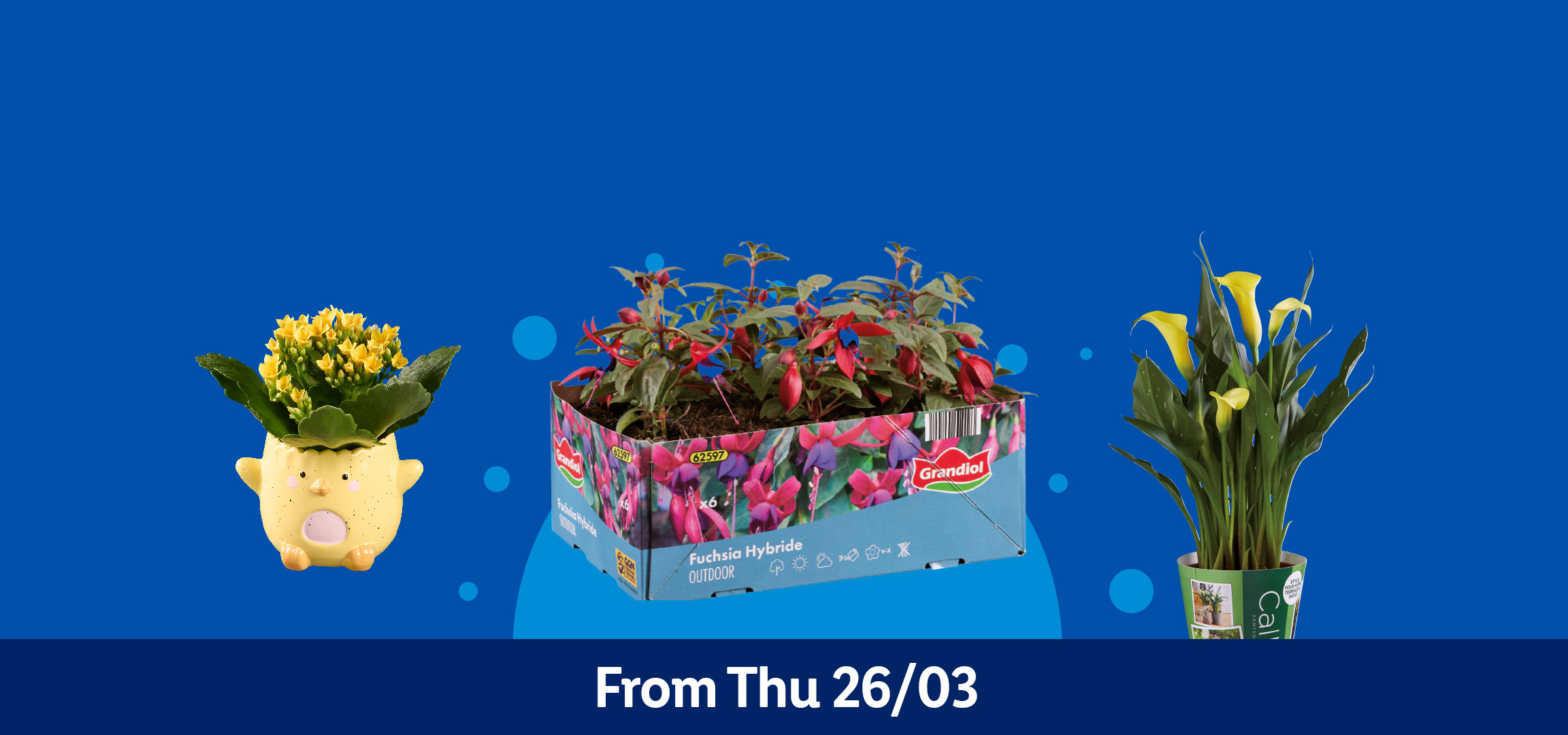 Yellow gerberas, fuchsia hybride, calla lilies, and kalanchoe in decorative pots. From Thu 26/03.