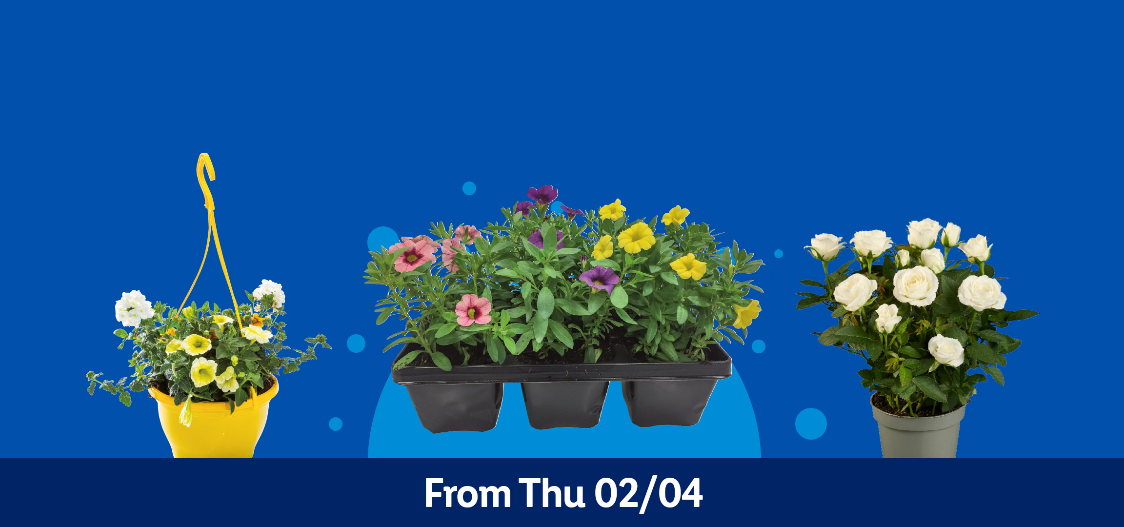 Various potted flowers including geraniums, petunias, and roses, available from Thursday 02/04.