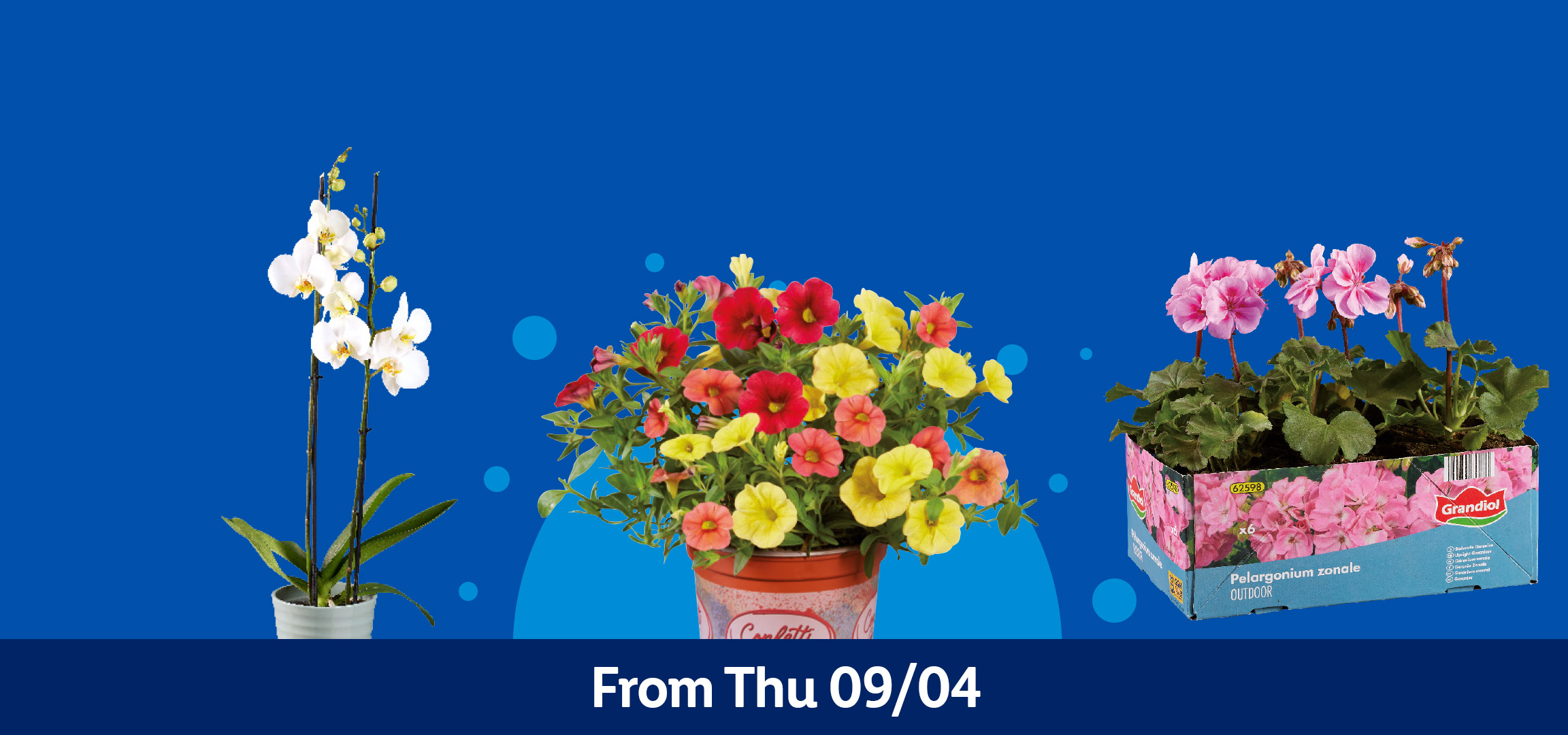 Various potted flowering plants including fuchsia, petunia, daisies, and geraniums, available from Thursday 09/04.