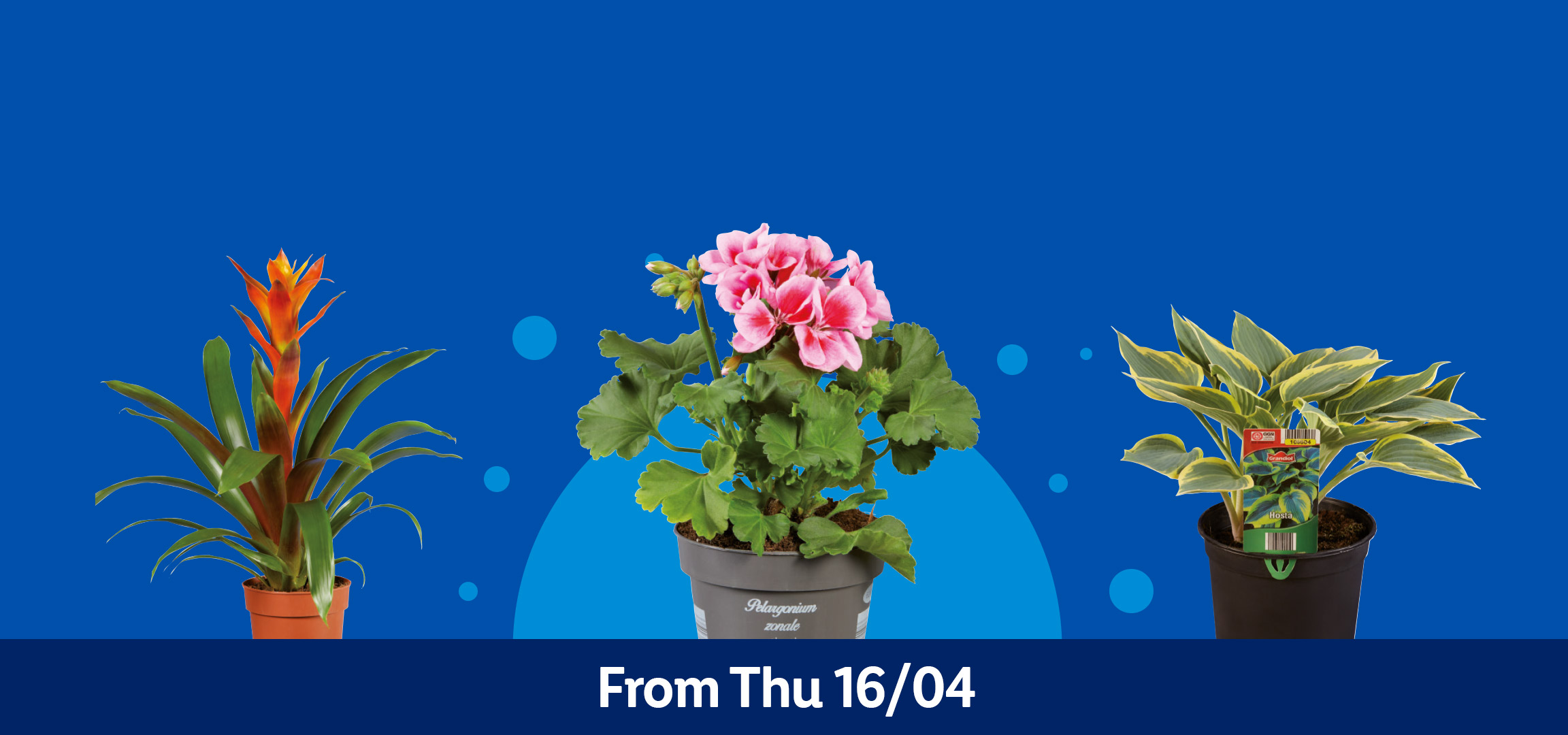 Four potted plants: hosta, pink geranium, cycad, and orange bromeliad, with text 'From Thu 16/04'.