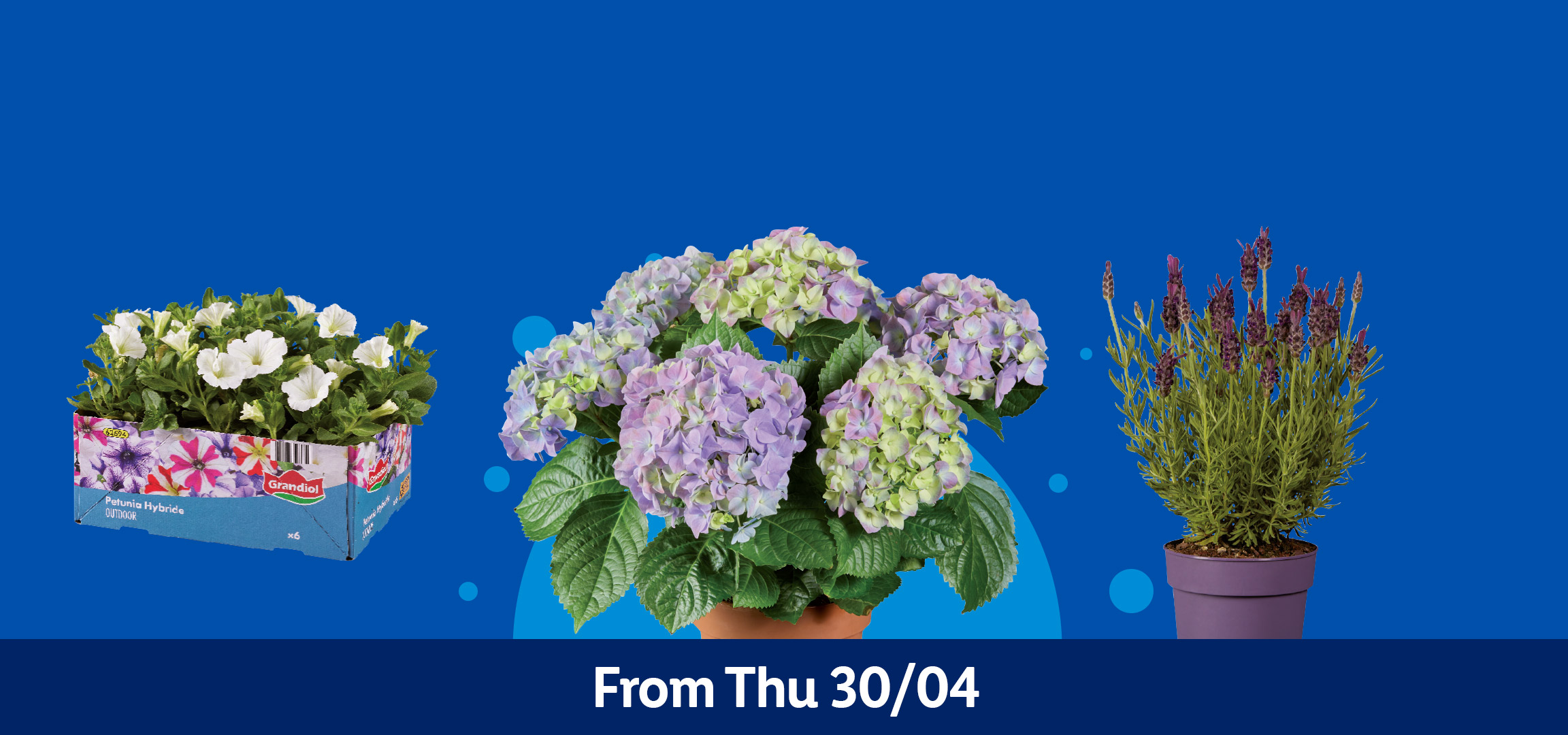 Potted hydrangeas, lavender, petunias, and two ceramic pots on a blue background. From Thu 30/04.