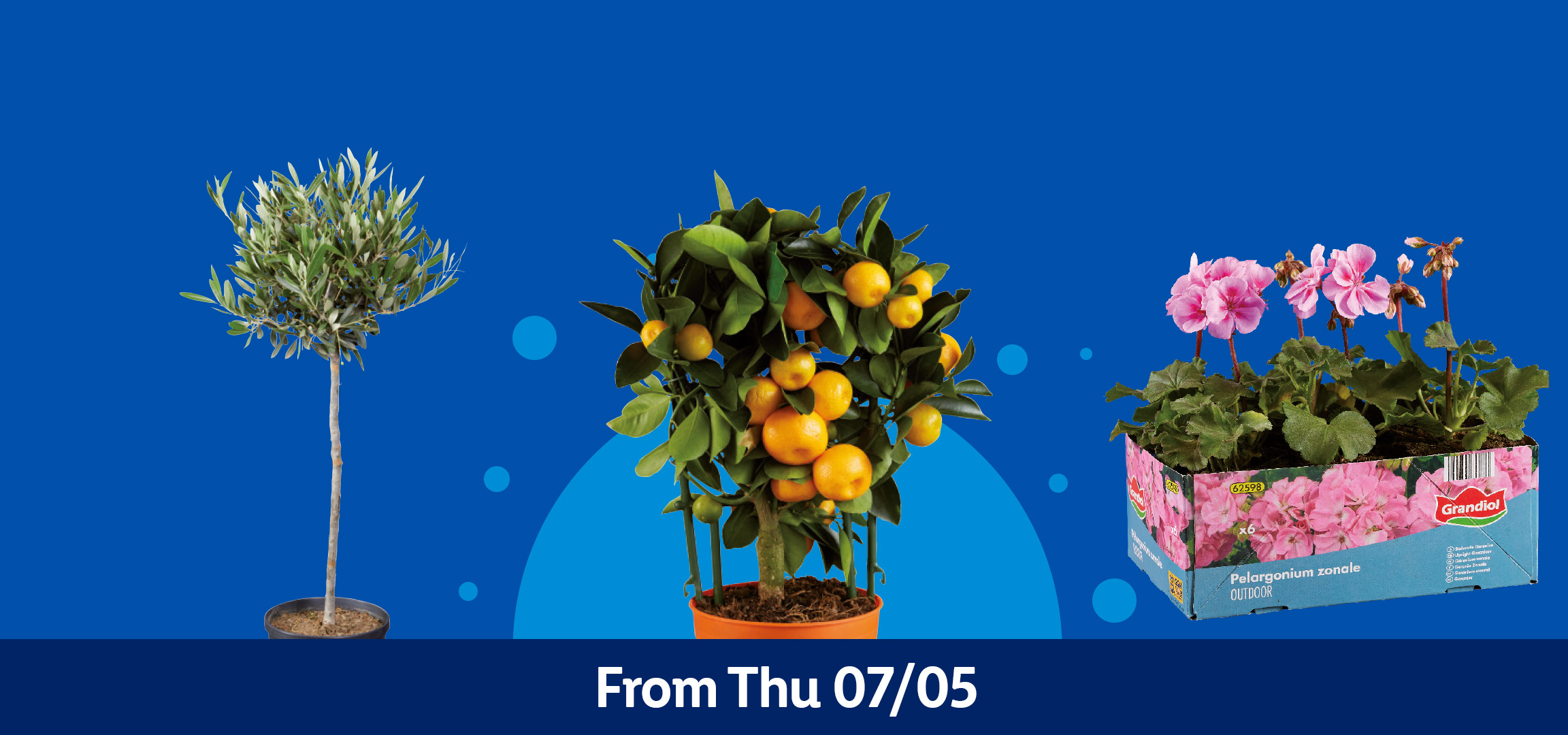 Various potted plants including fuchsia, citrus, olive tree, and geraniums. From Thu 07/05.