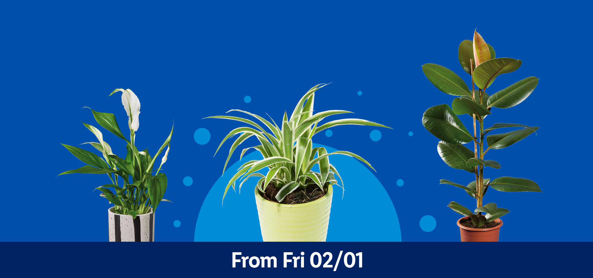 Four potted houseplants: a small leafy plant, a spider plant, a rubber plant, and a peace lily. From Fri 02/01.