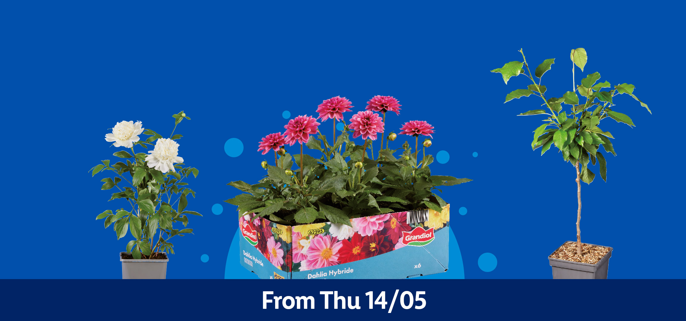 Potted hydrangeas, dahlias, and other flowering plants on a blue background, available from Thursday 14/05.