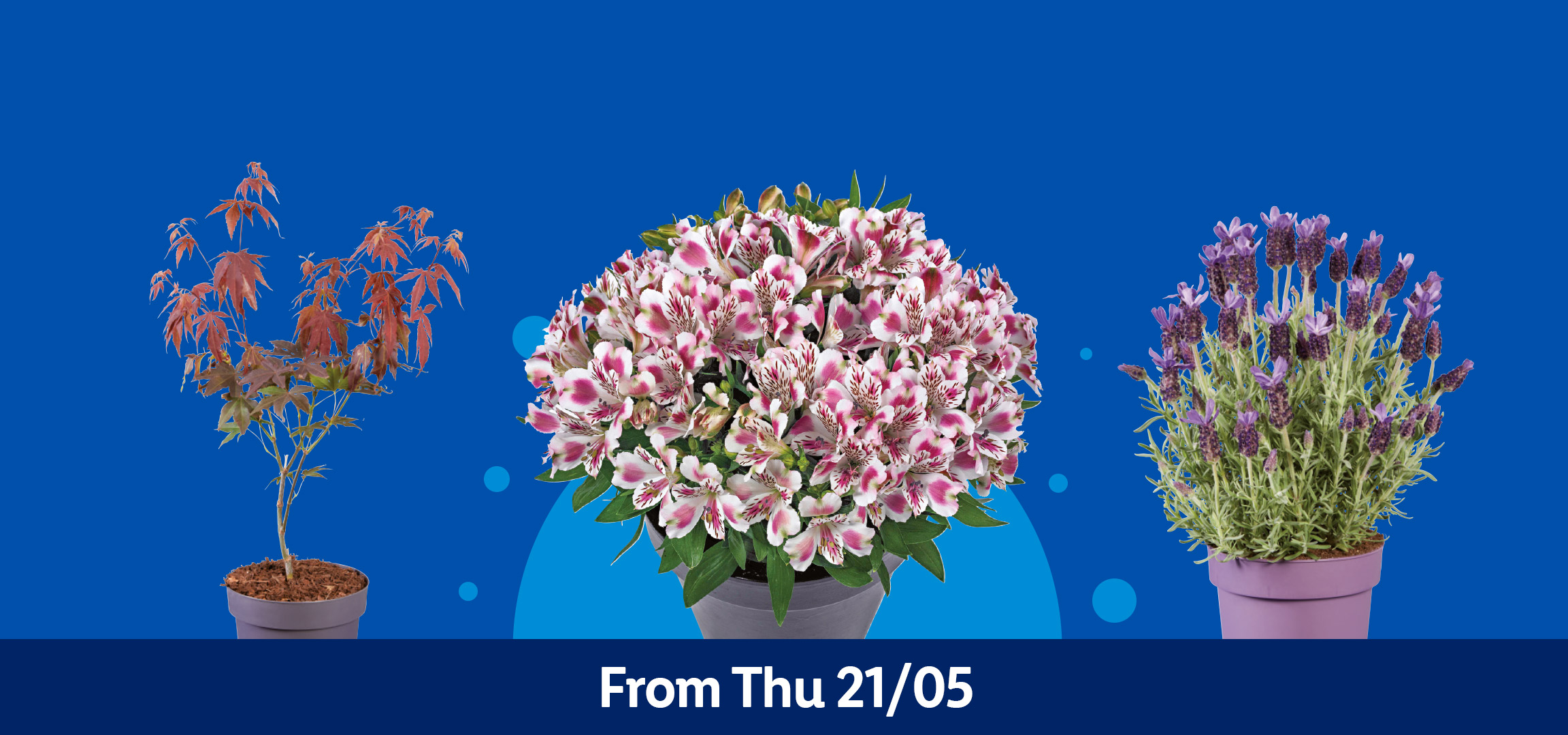 Four potted plants: pink hanging basket, white and pink flowers, lavender, and a small tree. From Thu 21/05.