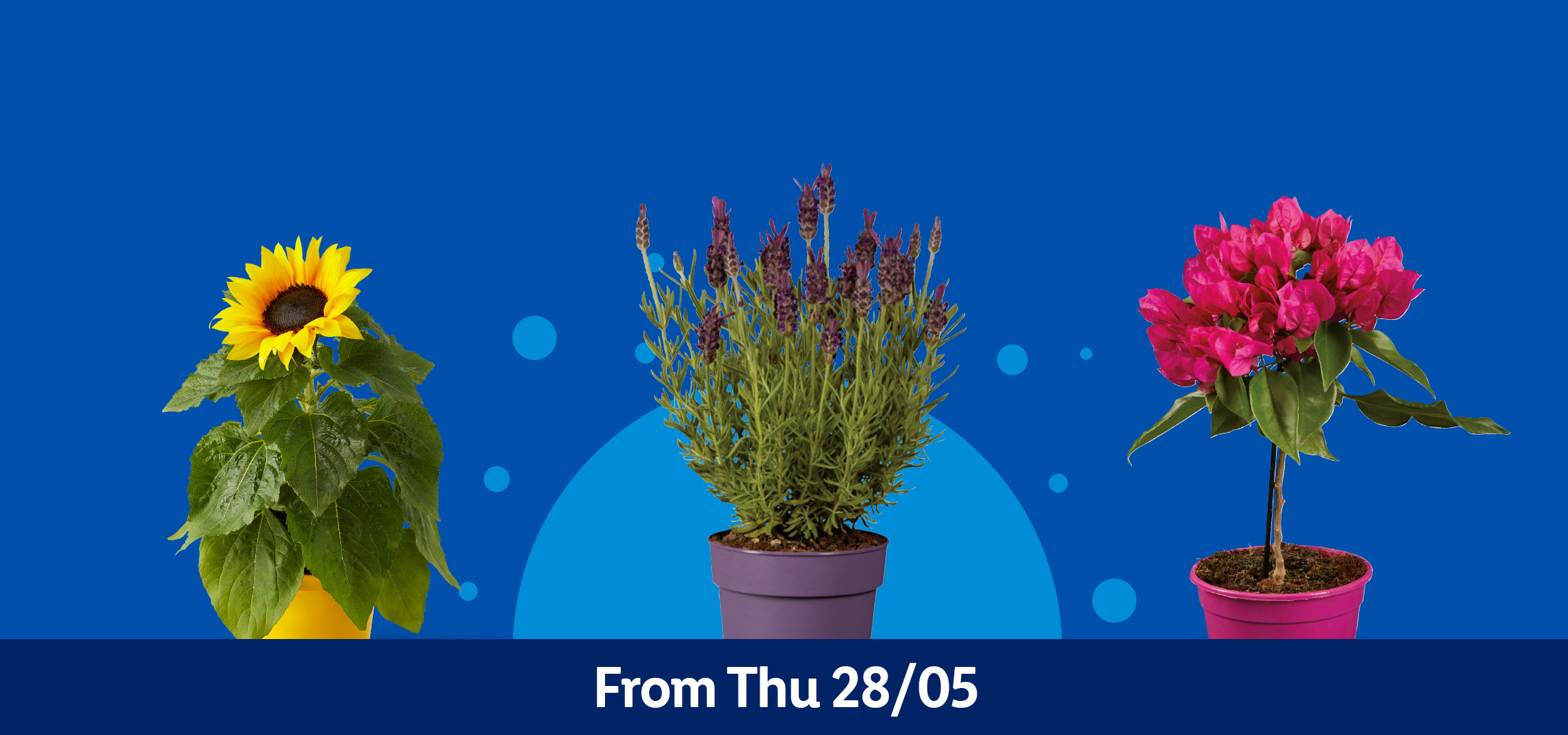 Four potted plants: pink flowers, lavender, fuchsia bougainvillea, and a sunflower, with text 'From Thu 28/05'.