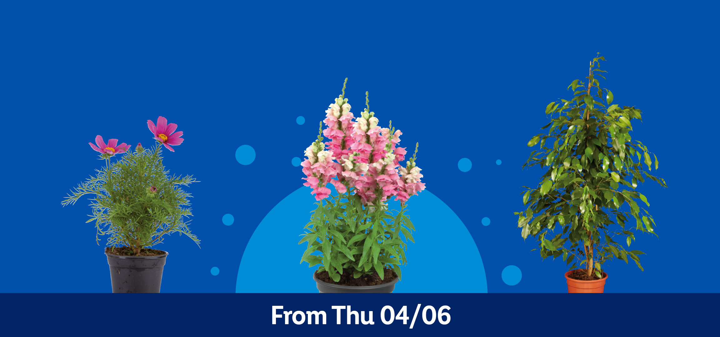 Various plants including bedding plants, snapdragons, a ficus tree, and cosmos flowers. From Thu 04/06.