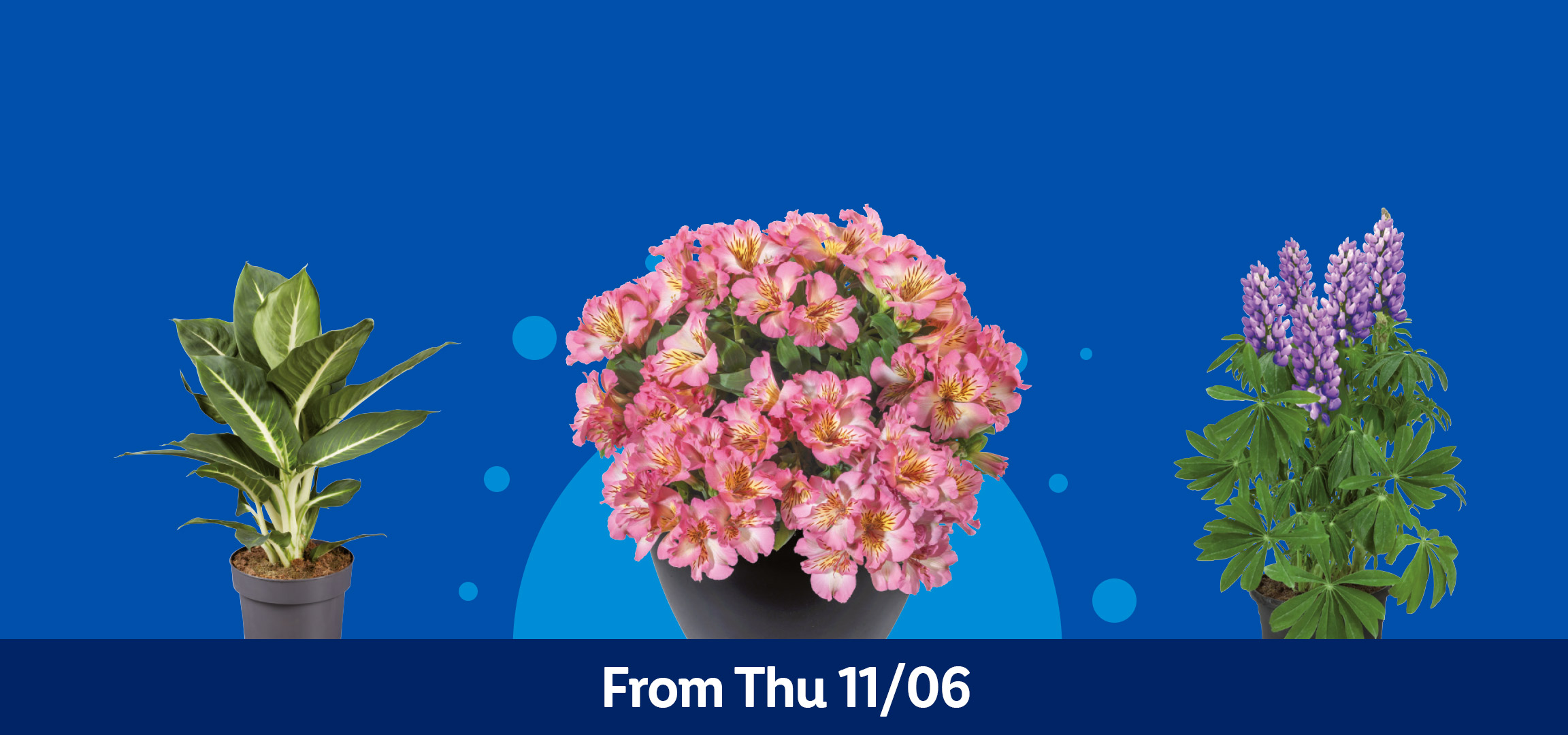 Various potted plants including pink flowers, purple lupins, and green foliage, available from Thu 11/06.
