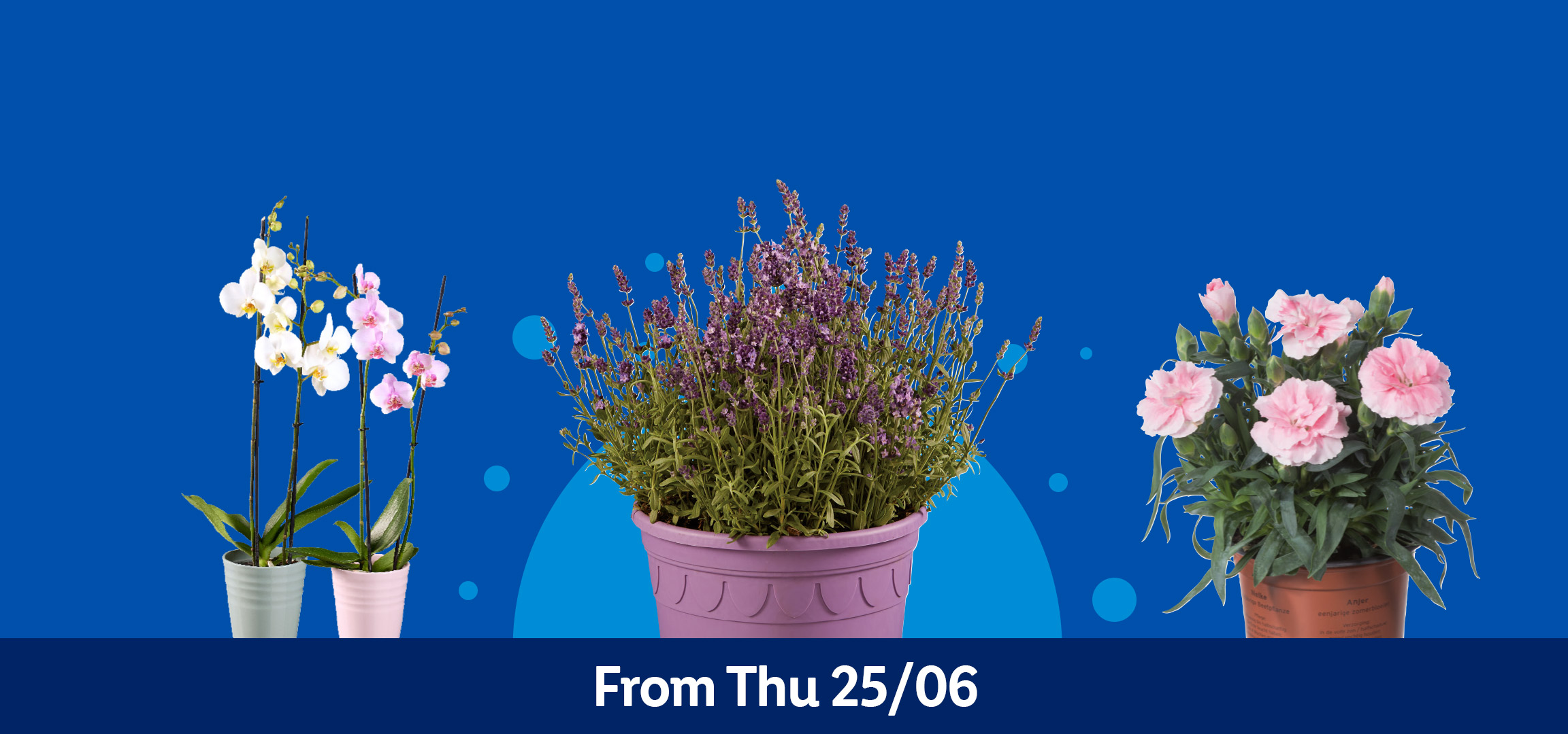 Potted orchids, lavender, pink carnations, and celosia on a blue background. From Thu 25/06.