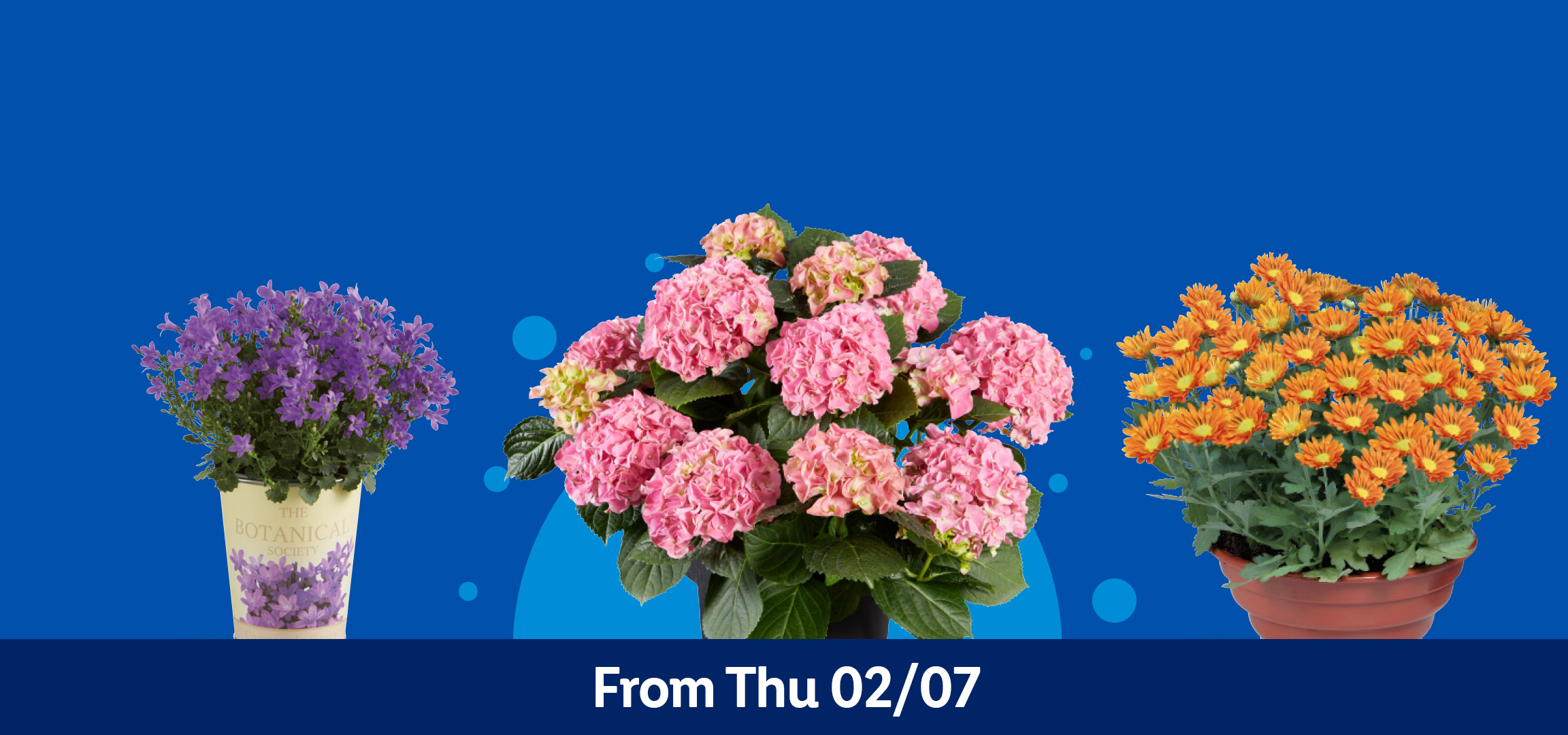 Various potted plants including pink hydrangeas, orange chrysanthemums, and purple bellflowers. From Thu 02/07.