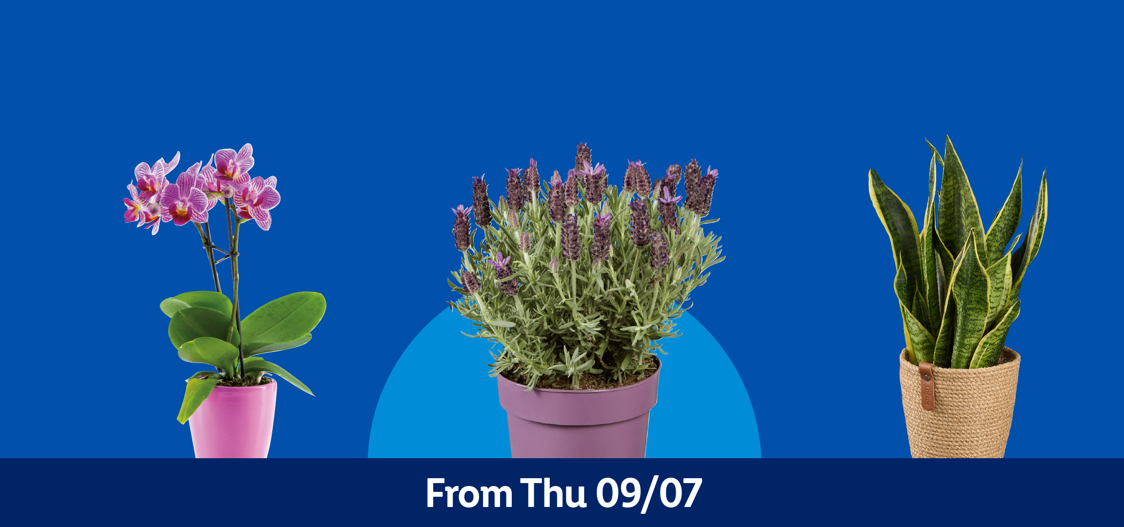 Various plants including lavender, orchids, and snake plants, available from Thursday 09/07.